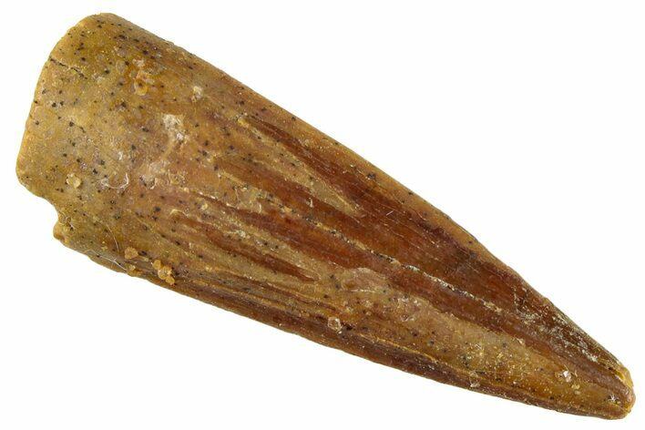 Juvenile Fossil Spinosaurus Tooth - Real Dinosaur Tooth #296874